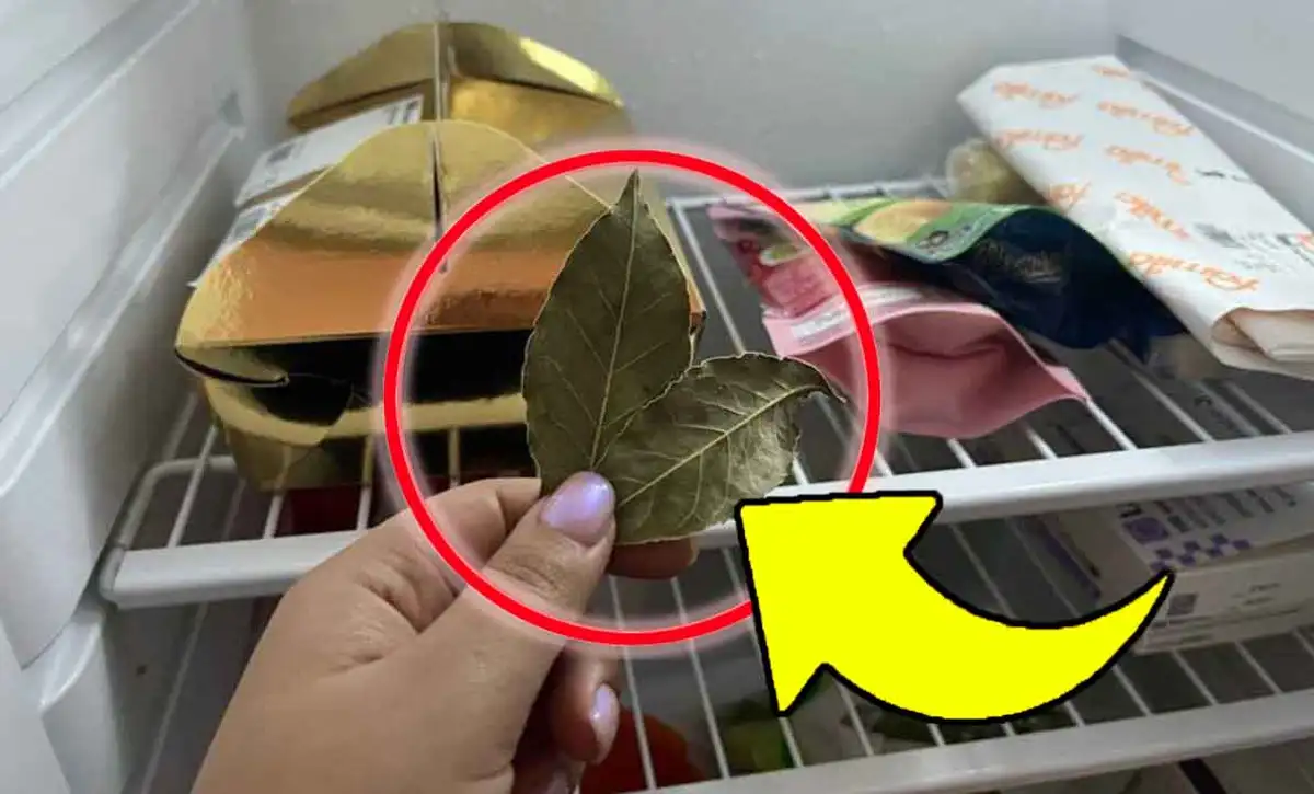 Discover The Surprising Versatility Of Laurel Leaves: Beyond The Kitchen!