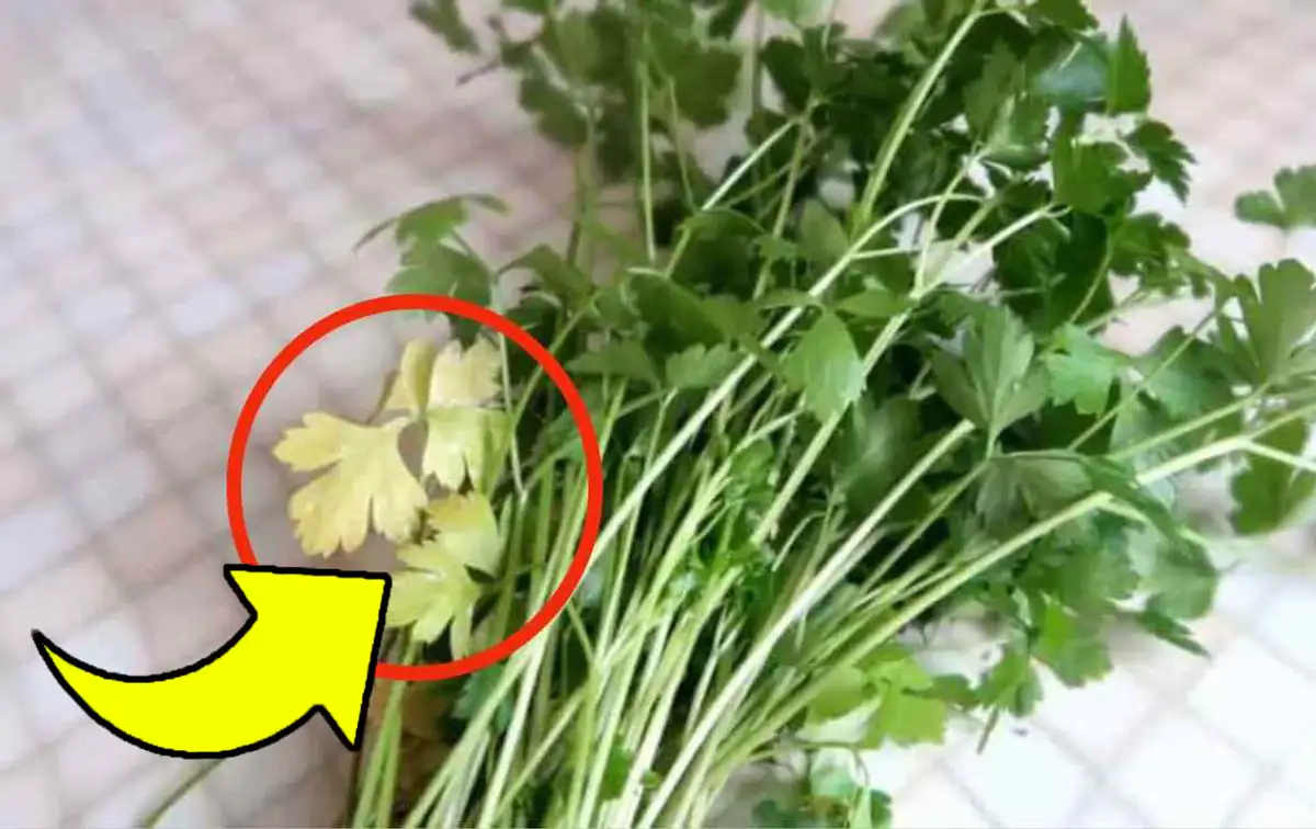 Revive Your Yellowed Parsley Leaves With This Genius Trick!